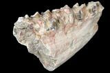 Oreodont (Merycoidodon) Jaw Section - South Dakota #128138-1
